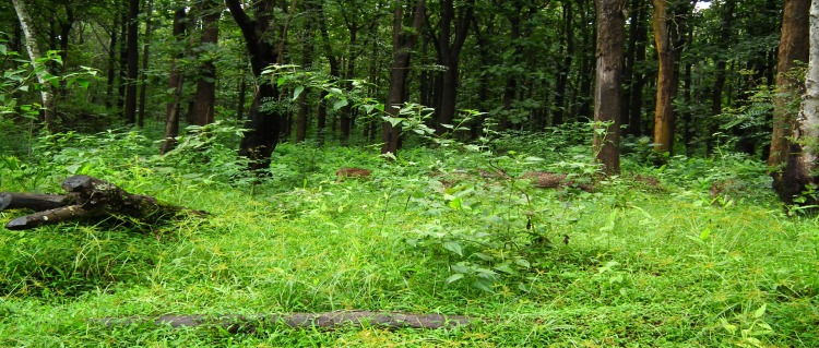 park in kabini