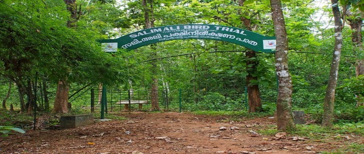 salim ali bird