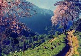 Gangtok-tour-package