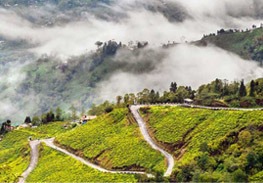 Gangtok-tour-package