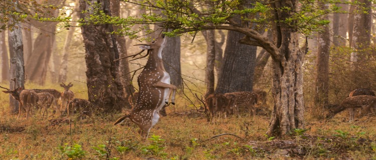 national park wayanad